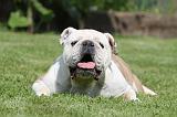 BULLDOG ANGLAIS 043